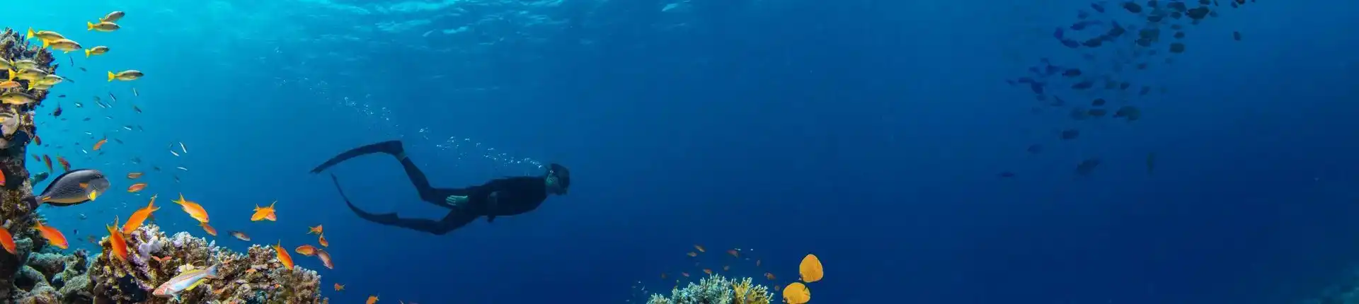 Top Diving Destination in the MENA Region
