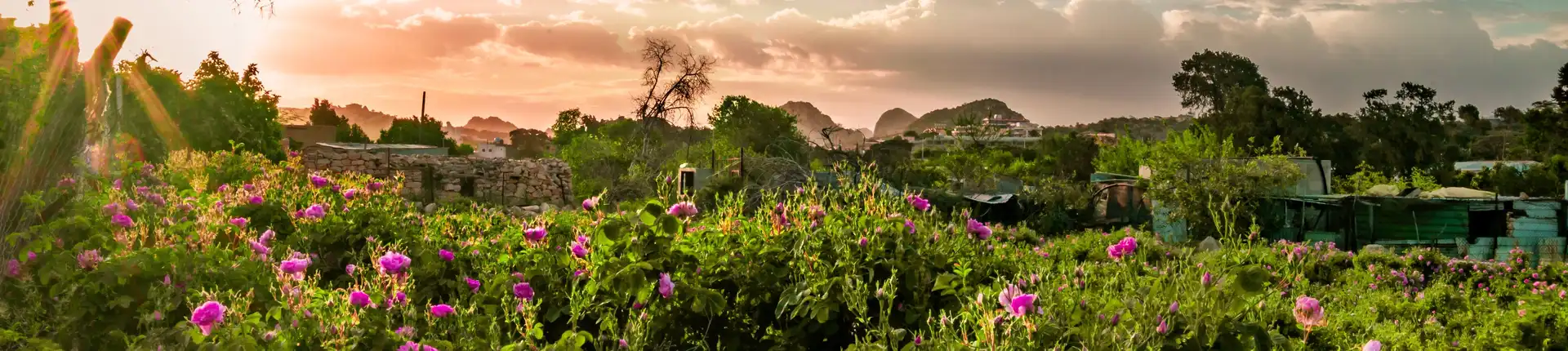 An Ultimate Guide to Taif’s Rose Gardens