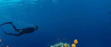 Top Diving Destination in the MENA Region