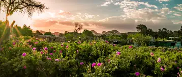An Ultimate Guide to Taif’s Rose Gardens