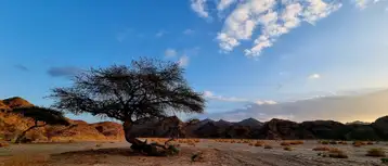 دليل زيارة محمية وادي الجمال 