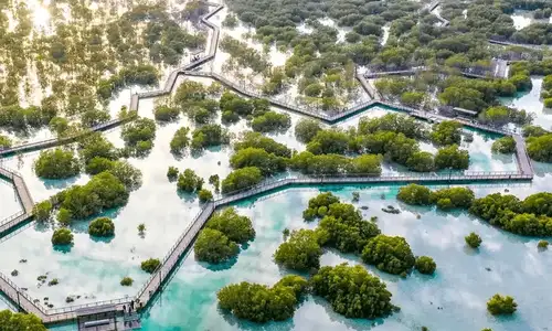 jubail_mangrove_park.jpg