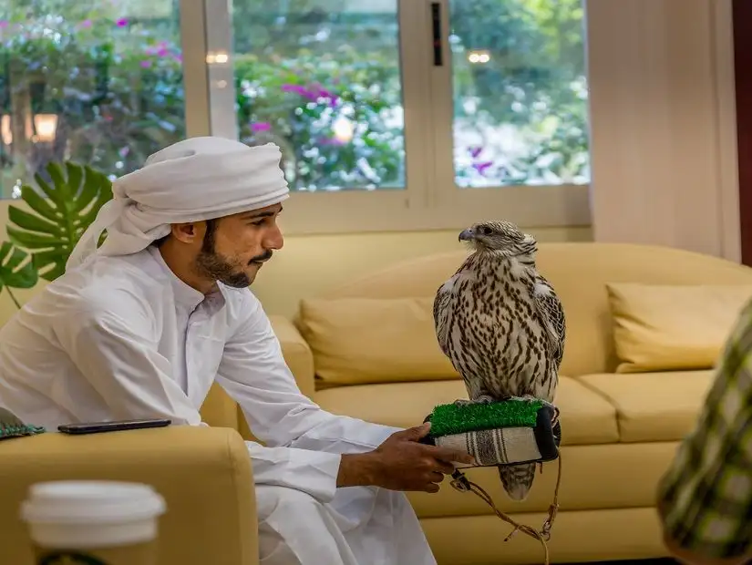 Man posing with falcon in Falcon Hospital of Abu Dhabi