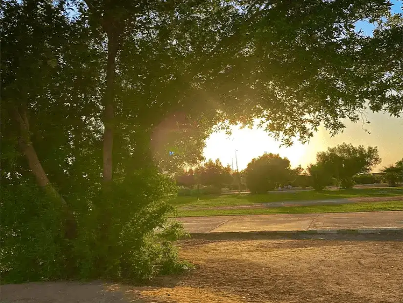 A tranquil sunset scene through the foliage at Abu Musa Park.