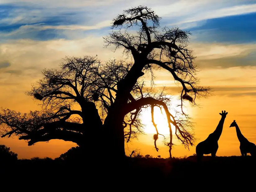 Silhouettes of giraffes against the backdrop of a vibrant African sunset