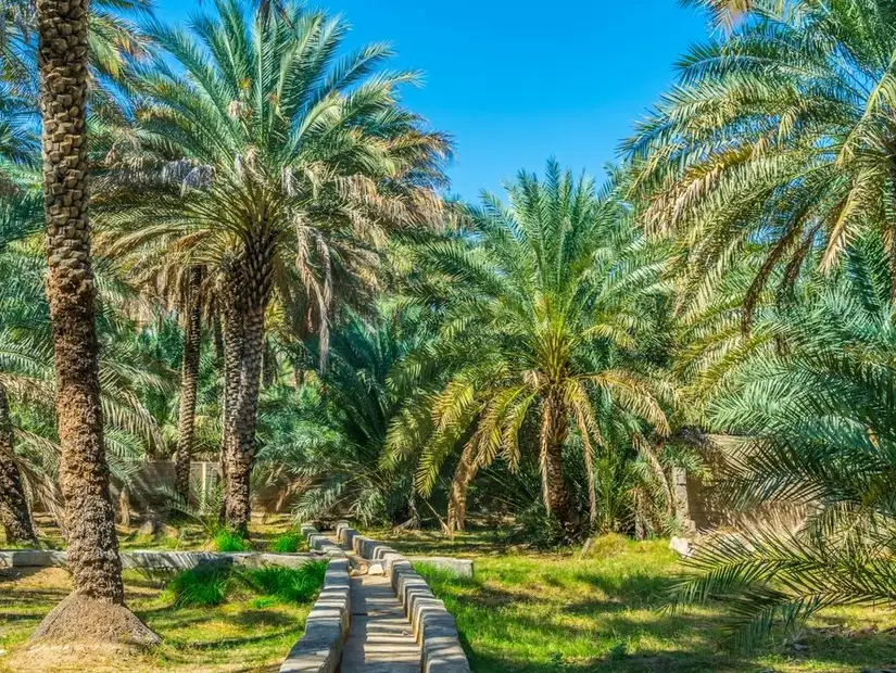 Beautiful greenery of Al Ain Oasis