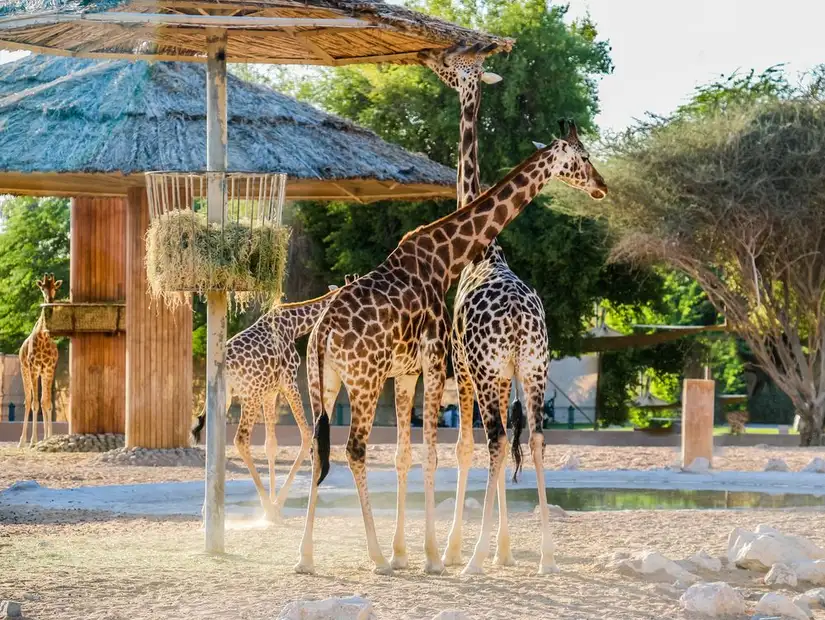 Giraffes in Al Ain Zoo
