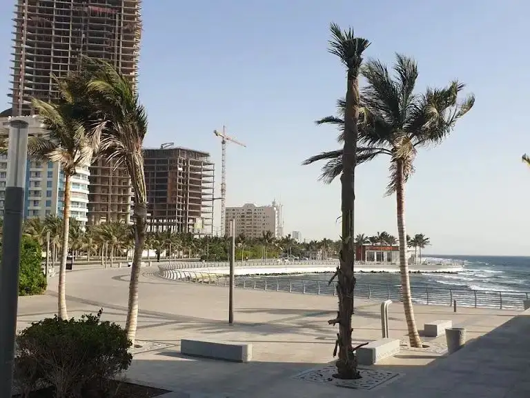 palm trees by Al-Hamra Corniche