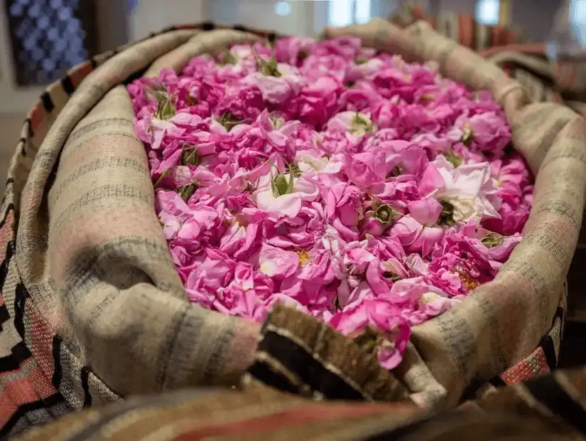 Bountiful basket of freshly picked, vibrant pink roses.