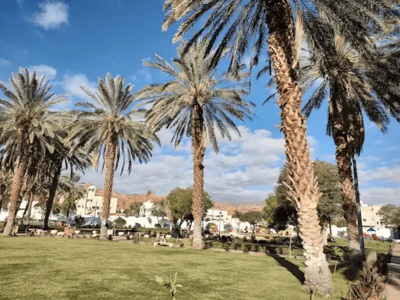 Tall palm trees stand over a tranquil green space in AlUla.