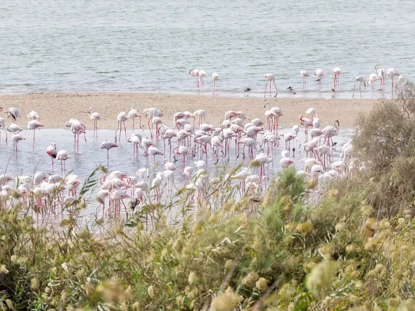 Flamingos at Al Wathba Wetland Reserve