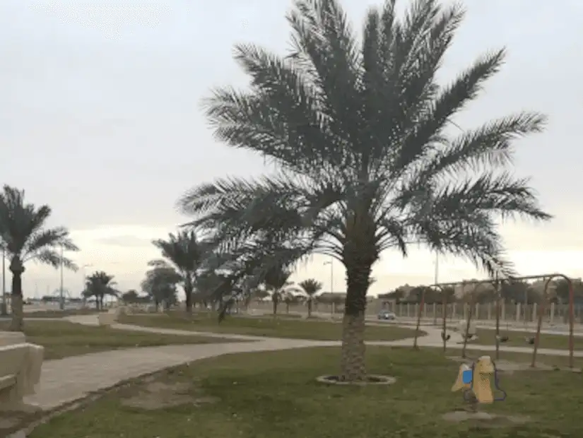 Quiet pathways lined with palm trees at Hafar Albatin Technology College.