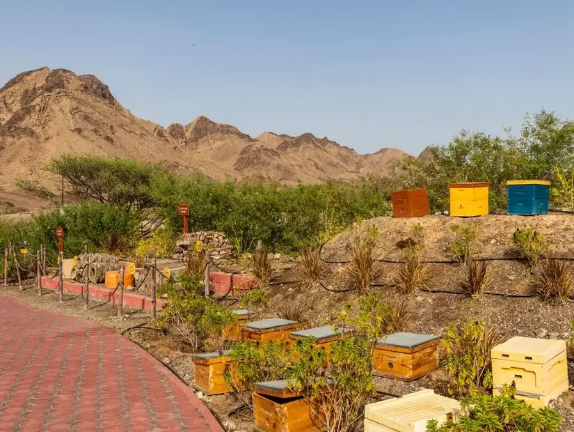 Inside of Hatta Honeybee Discovery Centre