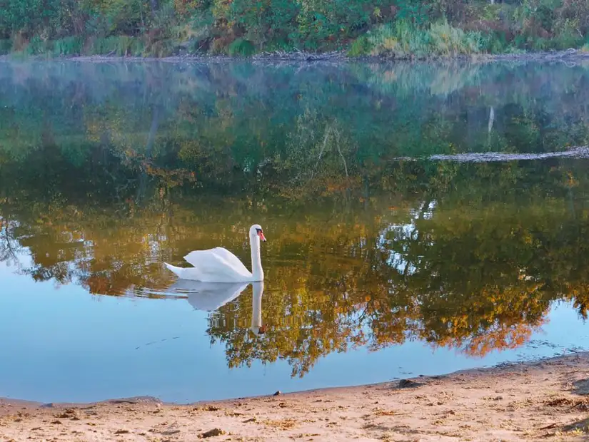 Swans in Hatta Swan Lake