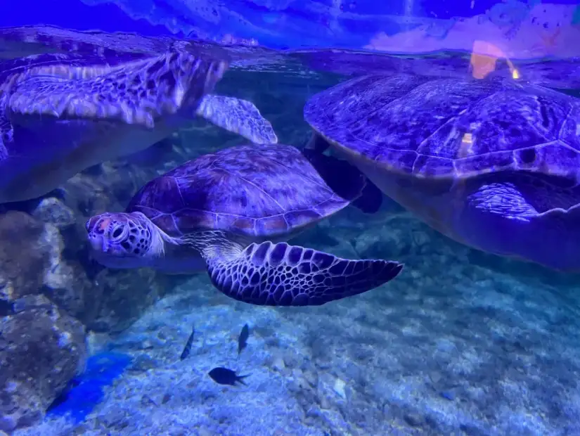 Hurghada Grand Aquarium.webp