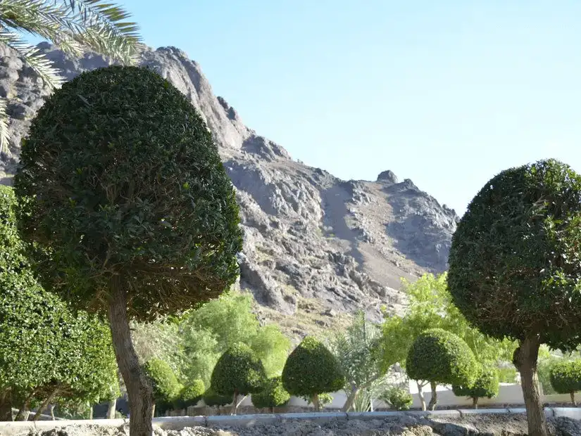 The serene landscape of Mount Uhud Park, with neatly trimmed trees and the rugged mountain in the background.