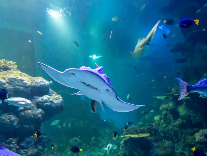 Oman Aquarium.webp