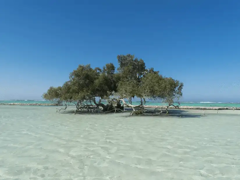 Qulaan Mangrove Beach.jpg