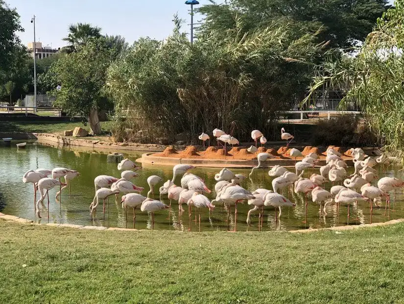 A flock of flamingos basking at the edge of a tranquil pond.