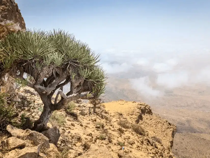 Iconic Dragon Blood Trees standing tall against the foggy backdrop of Samhan Mountain Nature Reserve.