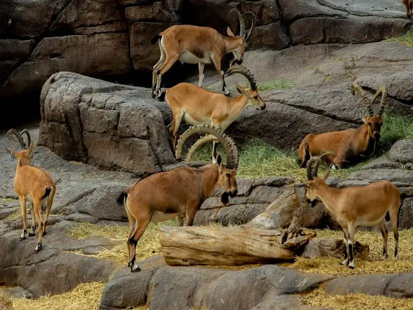 Wildlife in Sharjah Desert Park