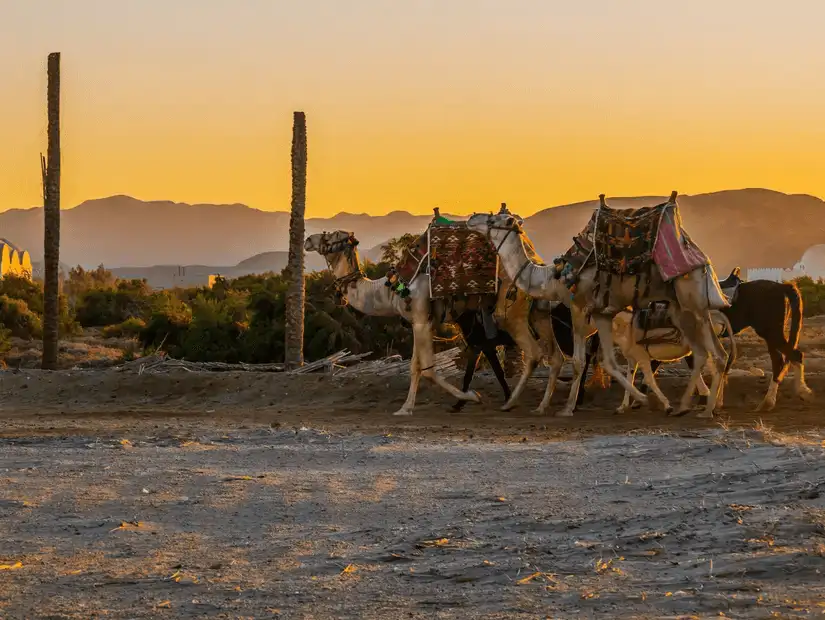 Wadi El Gemal National Park.jpg