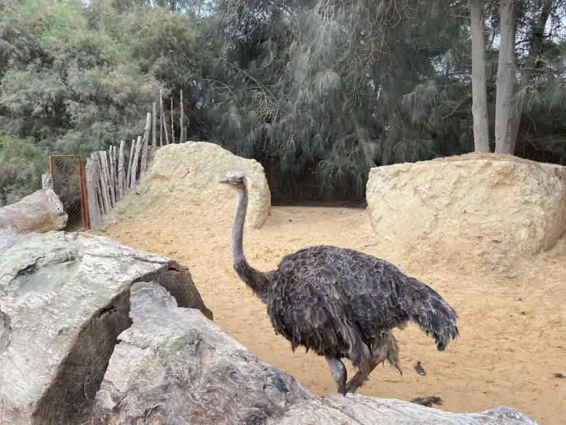 افريكانو بارك (4).webp