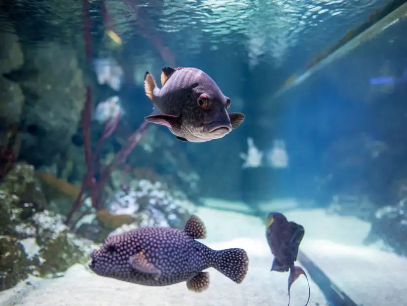 اكواريم لندن.jpg