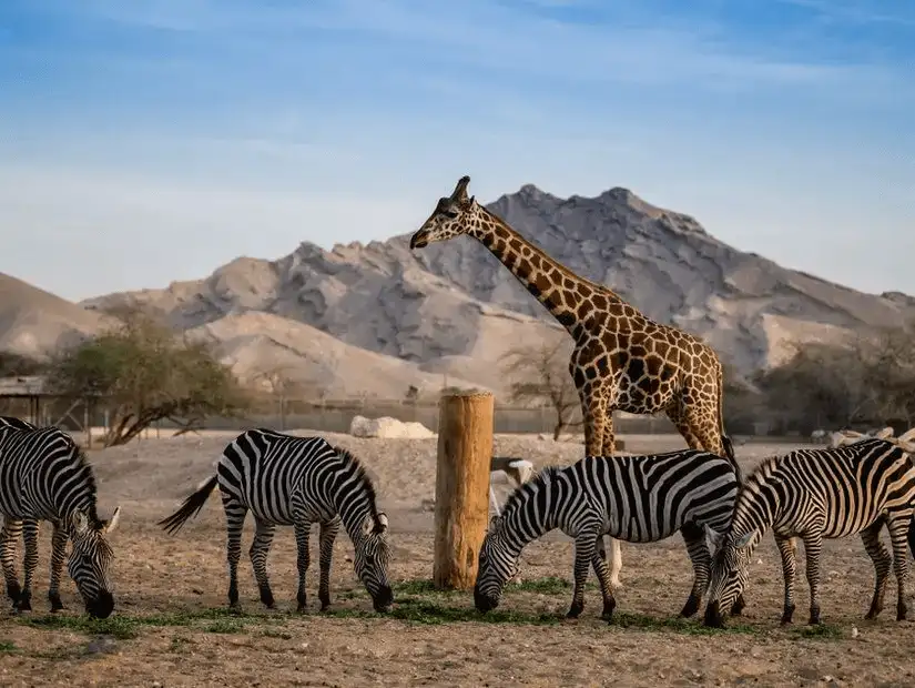 al_ain_zoo.jpg
