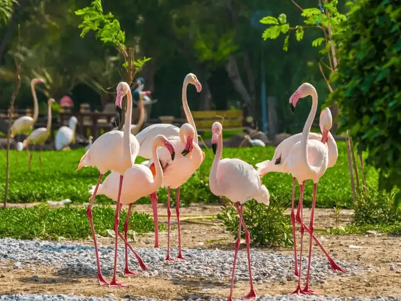 Flamingos enjoying a peaceful day at Al Areen Park and Reserve.