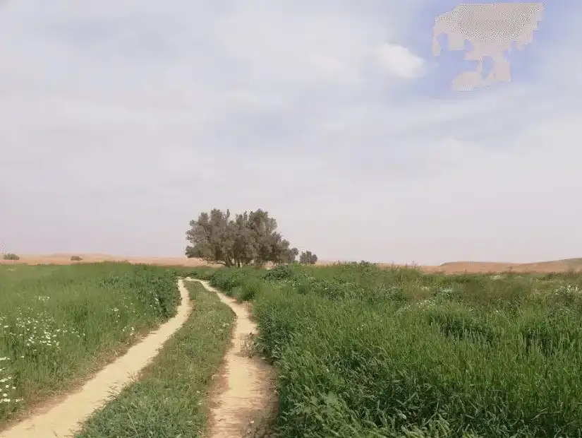 al-awaisi-park