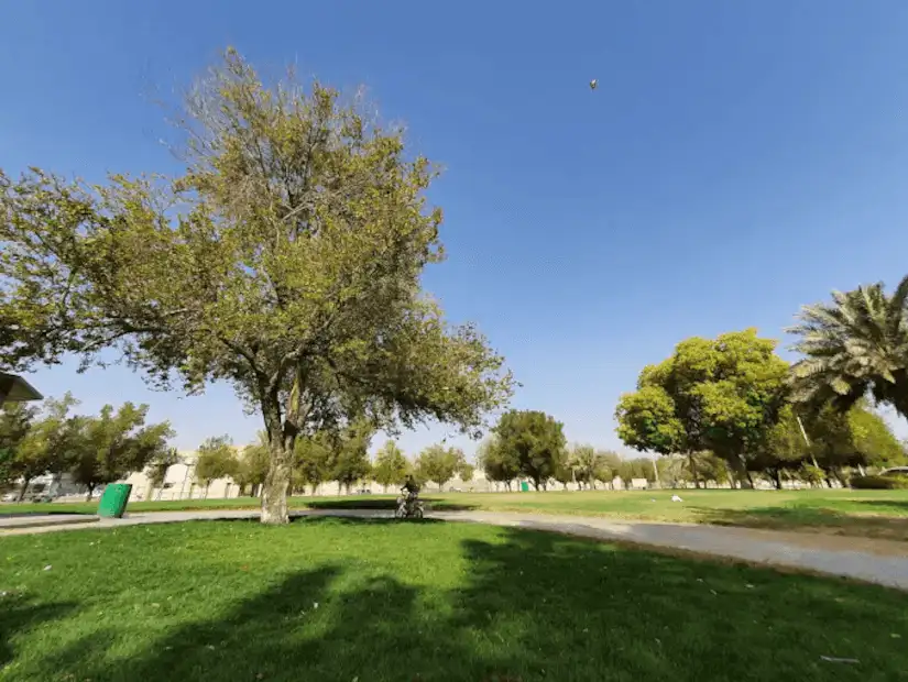 A lovely park with a playground and tall palm trees providing shade.