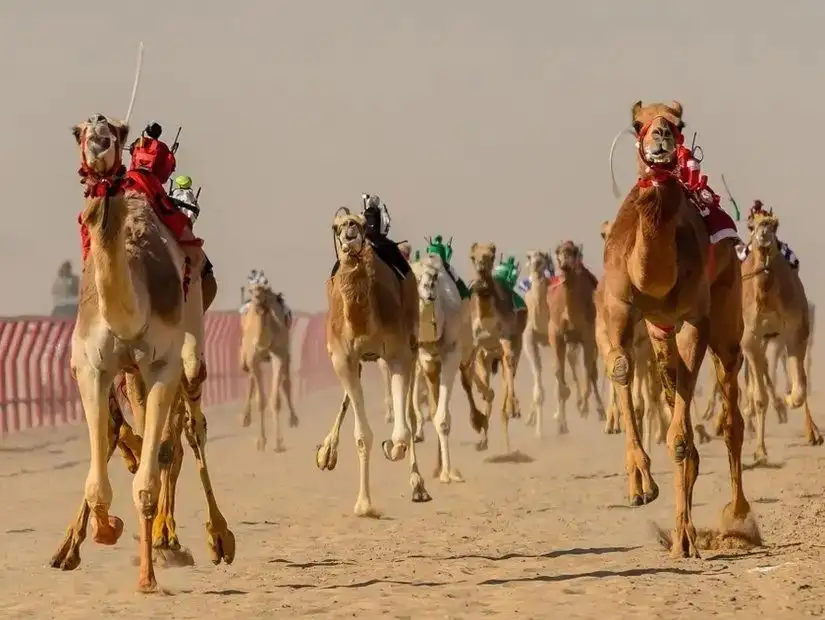 Camels racing at Al Sawan Camel Racetrack