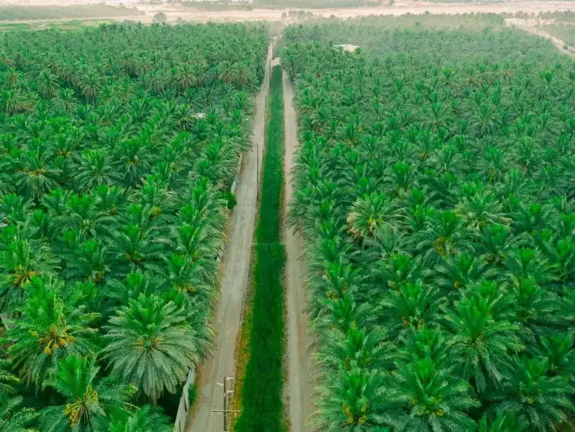 alahsa-saudi-arabia