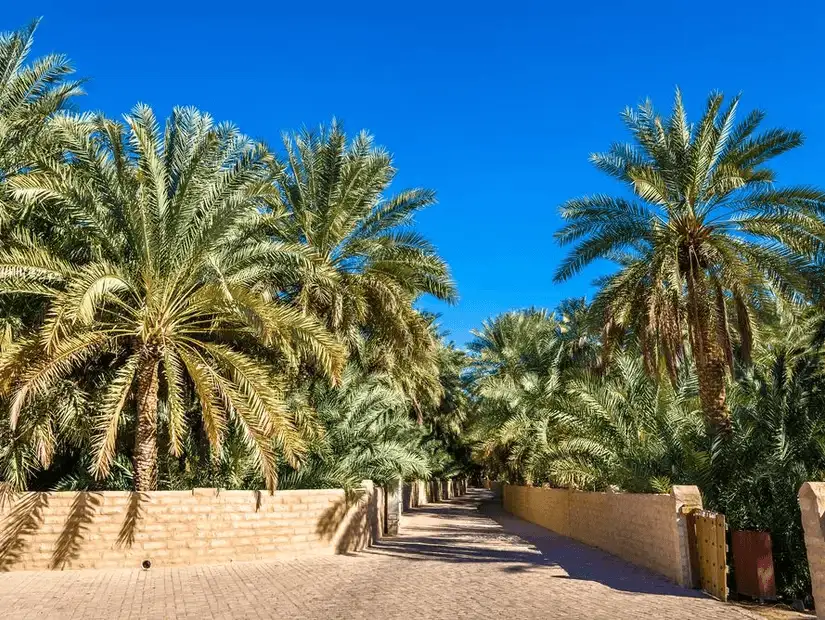 alain_oasis.jpg