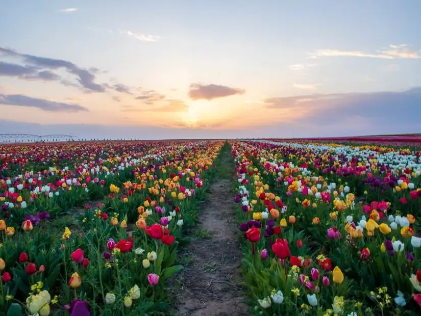 التوليب في قونيا.jpg