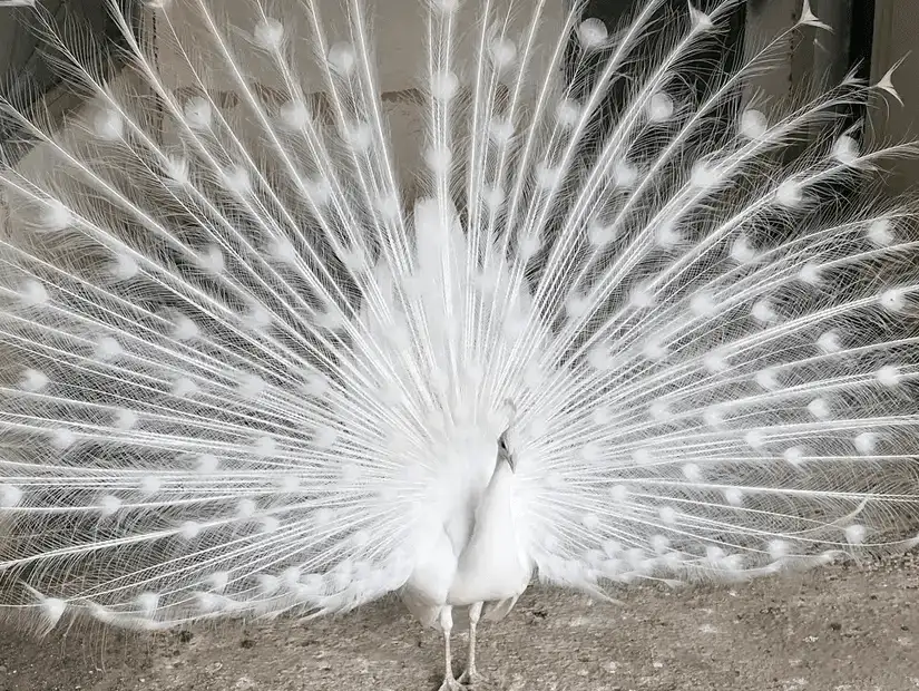 A majestic white peacock displays its stunning plumage.