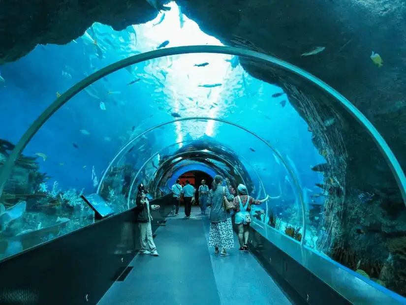 The mesmerizing underwater tunnel at the S.E.A. Aquarium, home to diverse marine life.