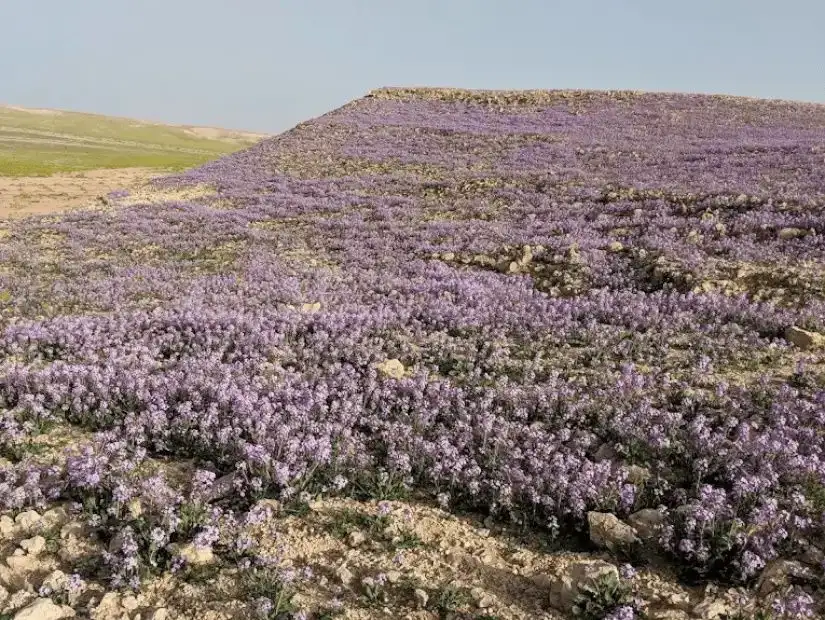 arar-valley