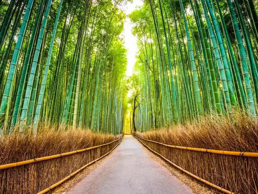 arashiyama.jpg