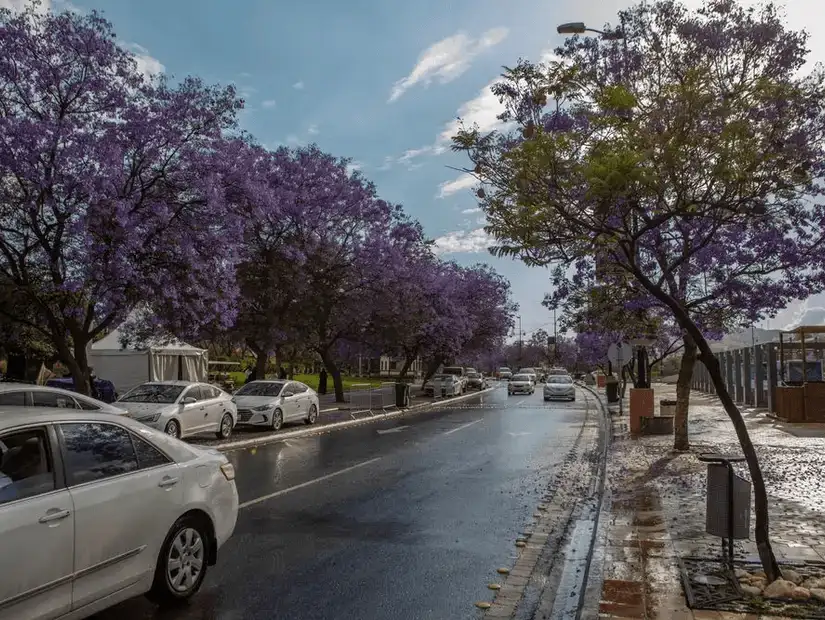 Blooming jacaranda trees line the streets, creating a vibrant purple canopy.