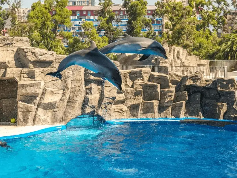 Dolphins jumping out of the water during a performance.