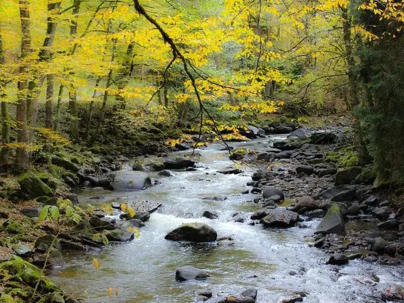 A tranquil river scene in Borjomi, with green trees and clear water, reflecting the serene environment.