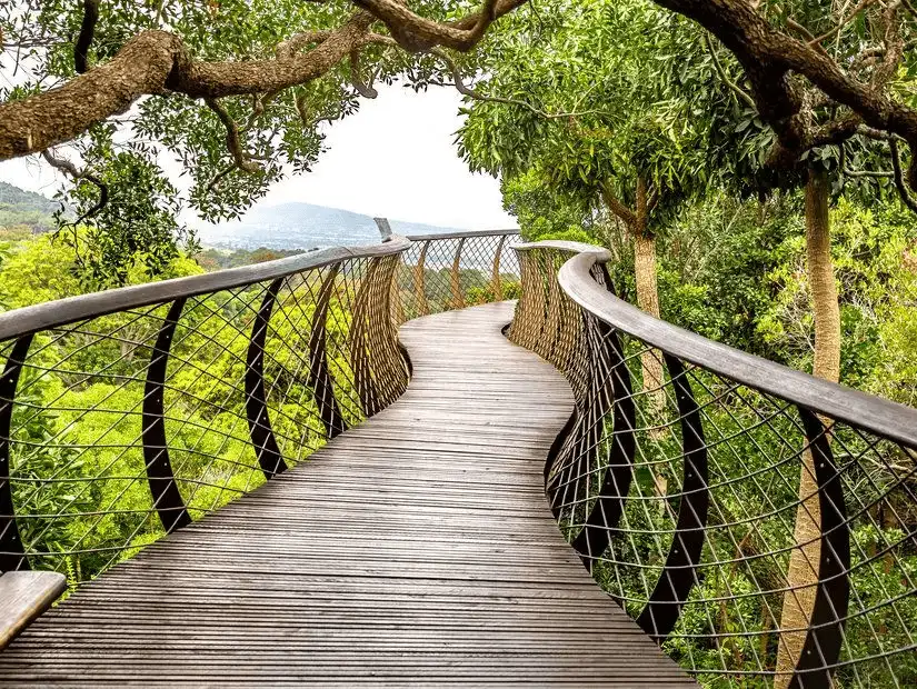 Serene wooden walkway through lush greenery in Kirstenbosch Gardens.