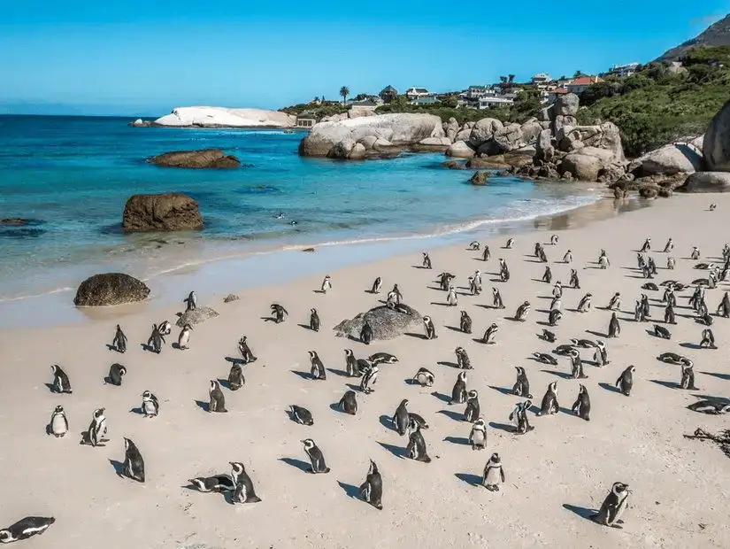 African penguins roaming freely at the beautiful Boulders Beach.