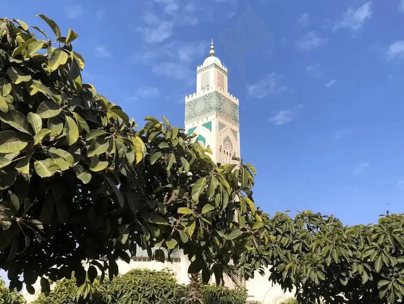 Hassan II Mosque partially obscured by lush green trees.