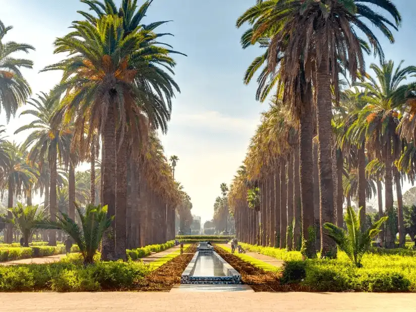 A long avenue lined with tall palm trees and a central water feature.