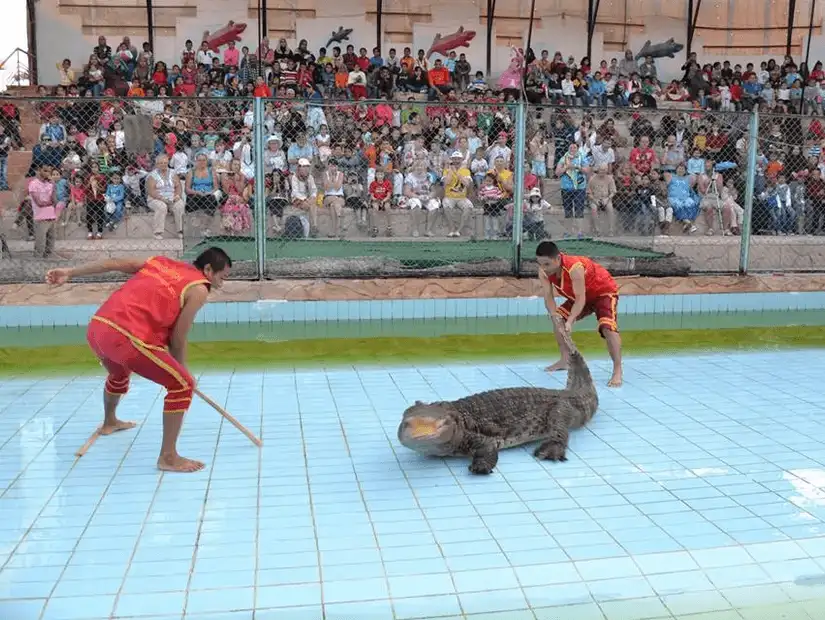 A daring display of human and crocodile interaction, thrilling audiences in an exotic wildlife show.