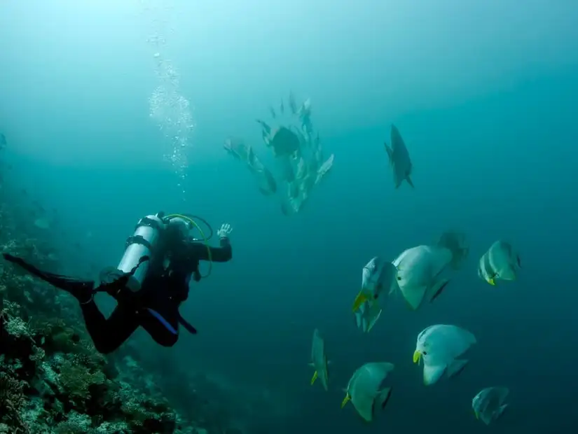 Scuba diver surrounded by marine life.