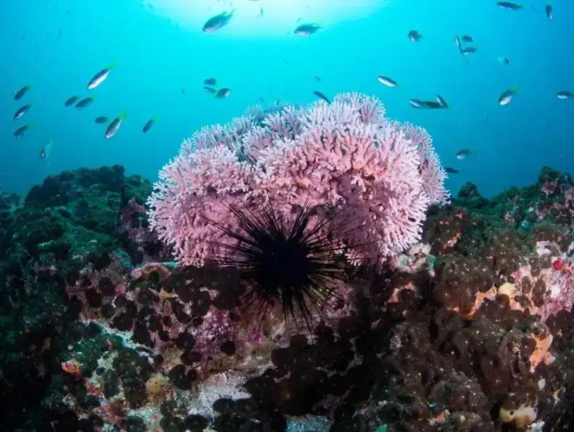 dhofar-oman